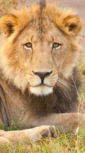 Preview wallpaper lion, glance, animal, predator, big cat