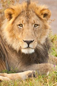 Preview wallpaper lion, glance, animal, predator, big cat
