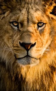 Preview wallpaper lion, glance, face, big cat, predator
