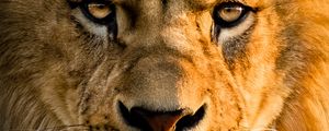 Preview wallpaper lion, glance, face, big cat, predator