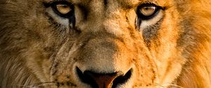 Preview wallpaper lion, glance, face, big cat, predator