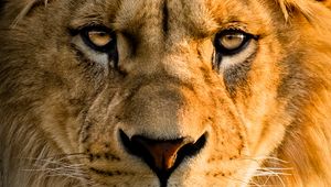 Preview wallpaper lion, glance, face, big cat, predator