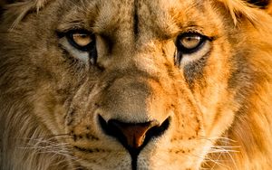 Preview wallpaper lion, glance, face, big cat, predator