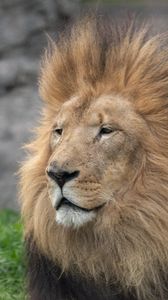 Preview wallpaper lion, glance, mane, predator, animal, big cat