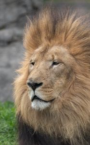 Preview wallpaper lion, glance, mane, predator, animal, big cat