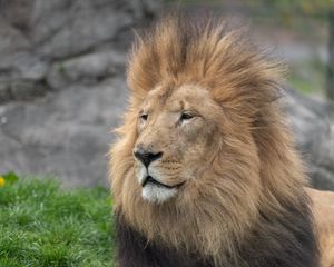 Preview wallpaper lion, glance, mane, predator, animal, big cat