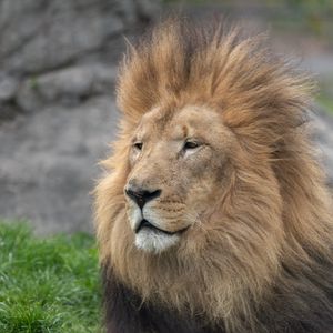 Preview wallpaper lion, glance, mane, predator, animal, big cat