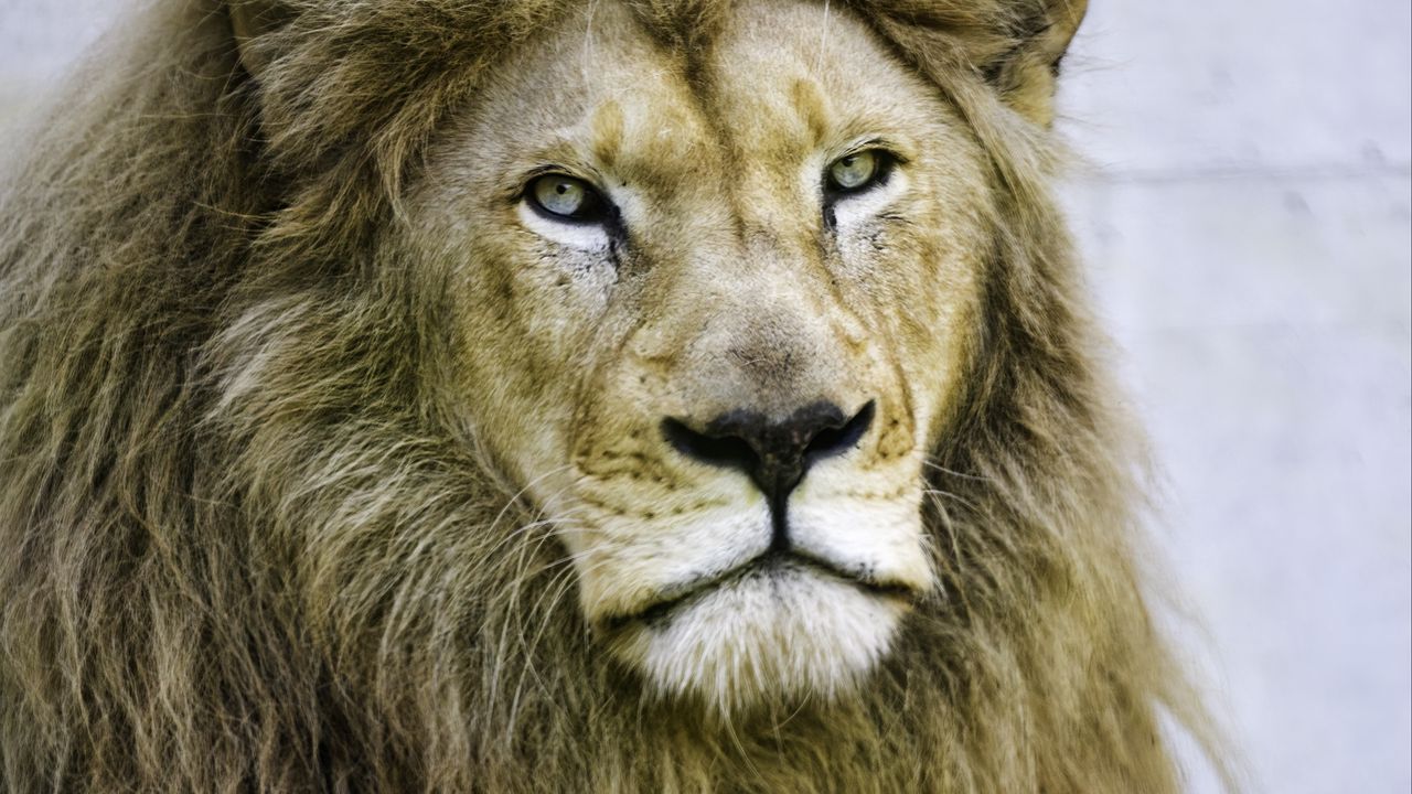 Wallpaper lion, glance, paws, predator, animal