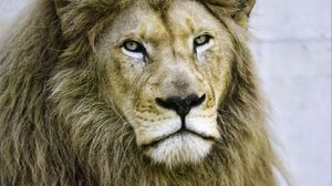 Preview wallpaper lion, glance, paws, predator, animal