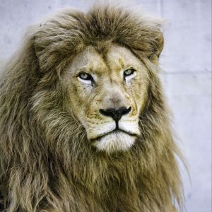 Preview wallpaper lion, glance, paws, predator, animal
