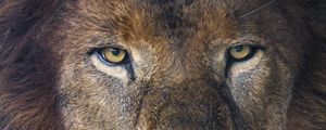 Preview wallpaper lion, glance, predator, mane