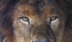 Preview wallpaper lion, glance, predator, mane