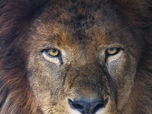 Preview wallpaper lion, glance, predator, mane