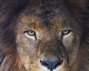 Preview wallpaper lion, glance, predator, mane