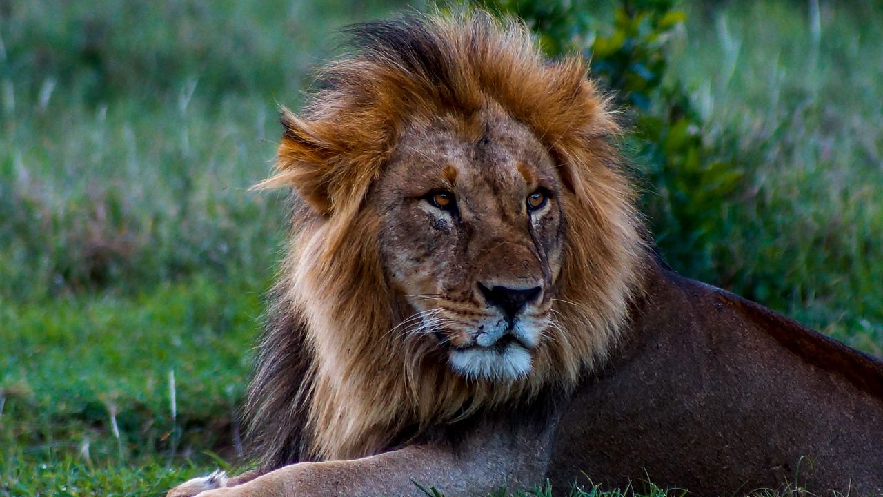 Wallpaper lion, glance, predator, animal
