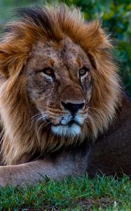 Preview wallpaper lion, glance, predator, animal