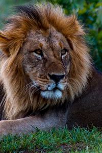 Preview wallpaper lion, glance, predator, animal