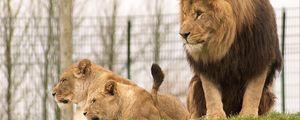 Preview wallpaper lion, glance, predator, animal, big cat