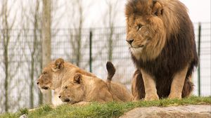 Preview wallpaper lion, glance, predator, animal, big cat