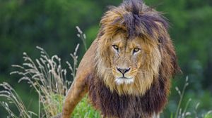 Preview wallpaper lion, glance, predator, big cat