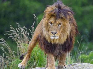 Preview wallpaper lion, glance, predator, big cat