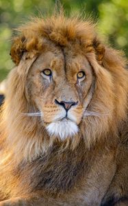 Preview wallpaper lion, glance, predator, animal, big cat, wildlife