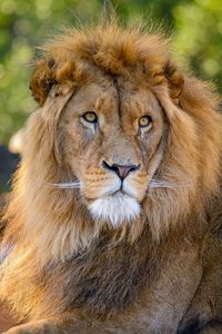 Preview wallpaper lion, glance, predator, animal, big cat, wildlife