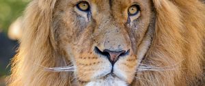 Preview wallpaper lion, glance, predator, animal, big cat, wildlife