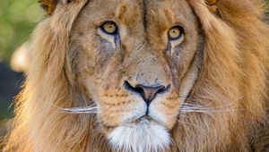 Preview wallpaper lion, glance, predator, animal, big cat, wildlife