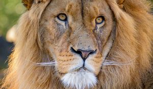 Preview wallpaper lion, glance, predator, animal, big cat, wildlife