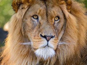 Preview wallpaper lion, glance, predator, animal, big cat, wildlife