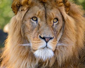 Preview wallpaper lion, glance, predator, animal, big cat, wildlife