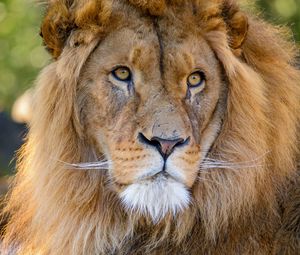 Preview wallpaper lion, glance, predator, animal, big cat, wildlife