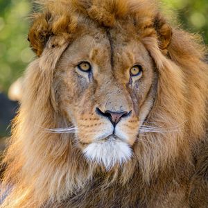 Preview wallpaper lion, glance, predator, animal, big cat, wildlife