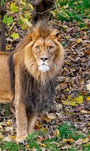 Preview wallpaper lion, glance, predator, animal, leaves, dry