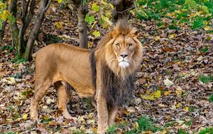 Preview wallpaper lion, glance, predator, animal, leaves, dry