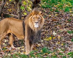 Preview wallpaper lion, glance, predator, animal, leaves, dry