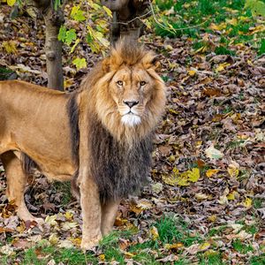 Preview wallpaper lion, glance, predator, animal, leaves, dry