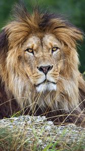 Preview wallpaper lion, glance, predator, grass, wildlife, animal