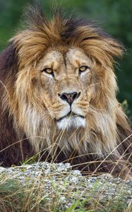 Preview wallpaper lion, glance, predator, grass, wildlife, animal