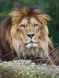 Preview wallpaper lion, glance, predator, grass, wildlife, animal