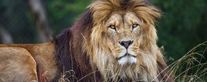 Preview wallpaper lion, glance, predator, grass, wildlife, animal