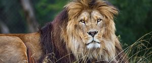 Preview wallpaper lion, glance, predator, grass, wildlife, animal