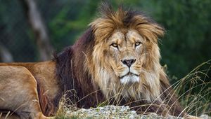 Preview wallpaper lion, glance, predator, grass, wildlife, animal