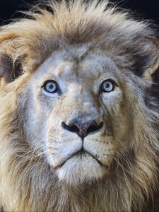 Preview wallpaper lion, glance, predator, muzzle, wild