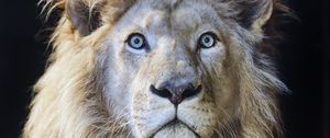 Preview wallpaper lion, glance, predator, muzzle, wild