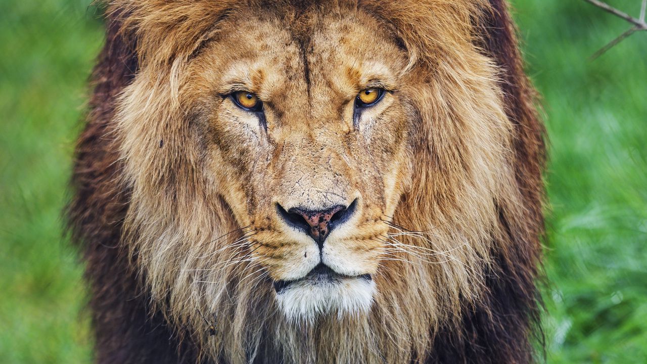Wallpaper lion, glance, predator, animal, large cat, grass