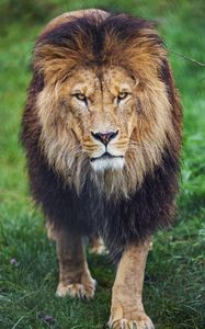 Preview wallpaper lion, glance, predator, animal, large cat, grass