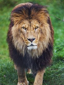 Preview wallpaper lion, glance, predator, animal, large cat, grass