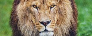 Preview wallpaper lion, glance, predator, animal, large cat, grass